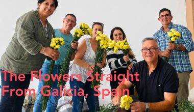 Galician flowers for the Pope