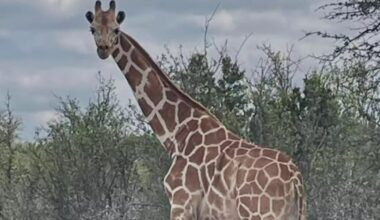 Gracie the Giraffe