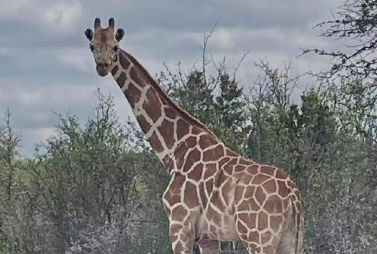 Gracie the Giraffe