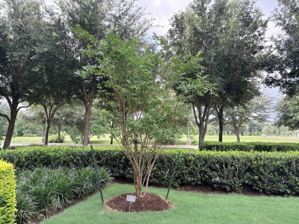 Houston Methodist The Woodlands Hospital makes tree-mendous impact for a more sustainable future