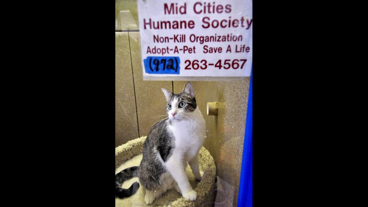 A cat awaits adoption at the Mid Cities Humane Society booth at a Petco store in Arlington, Texas, July 23, 2010. The phone number no longer works.