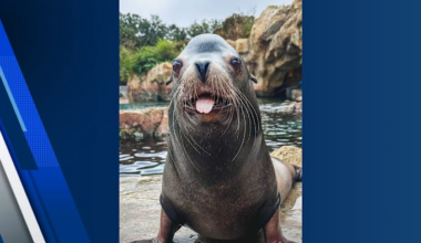 Houston Zoo remembers Jonah, its gentle giant sea lion