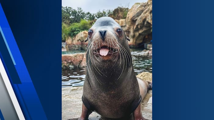 Houston Zoo remembers Jonah, its gentle giant sea lion