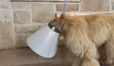 Pet owners urged to keep eye on animals as New World Screwworm spreads
