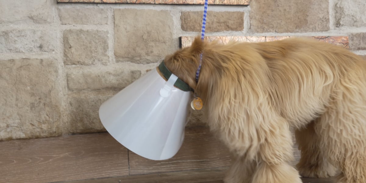 Pet owners urged to keep eye on animals as New World Screwworm spreads