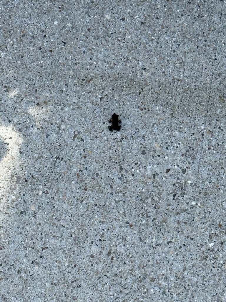 A Gulf Coast Toadlet, smaller than the size of a penny, commonly appear in Houston following summer rains.