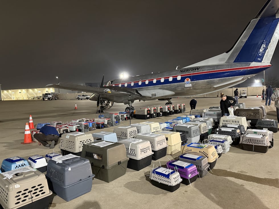 Pets prepare to be flown out of state in February 2026.