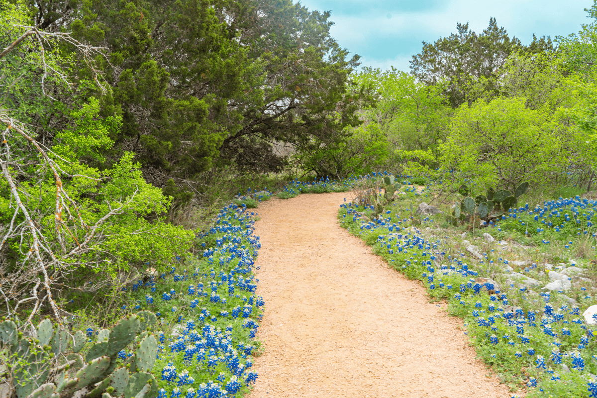 Dirt path lined with bluebonnets and greenery in a sunny forest.