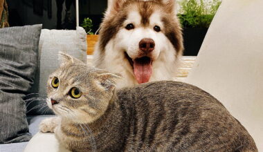 El Paso Animal Services urges pet owners to prepare ahead of Fourth of July fireworks