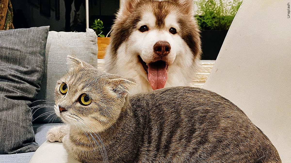 El Paso Animal Services urges pet owners to prepare ahead of Fourth of July fireworks