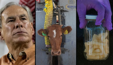 Greg Abbott warns of ‘challenging summer’ after flesh-eating parasite found in Texas