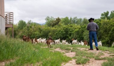 “Baa-ad” boy goat crew takes on weeds at jail