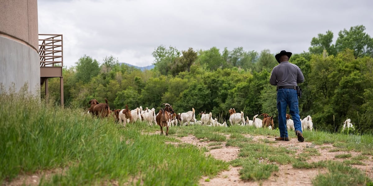 “Baa-ad” boy goat crew takes on weeds at jail