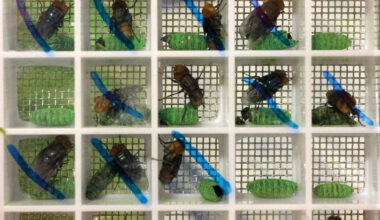 Sterile fly dispersal drives effort to stop NWS spread