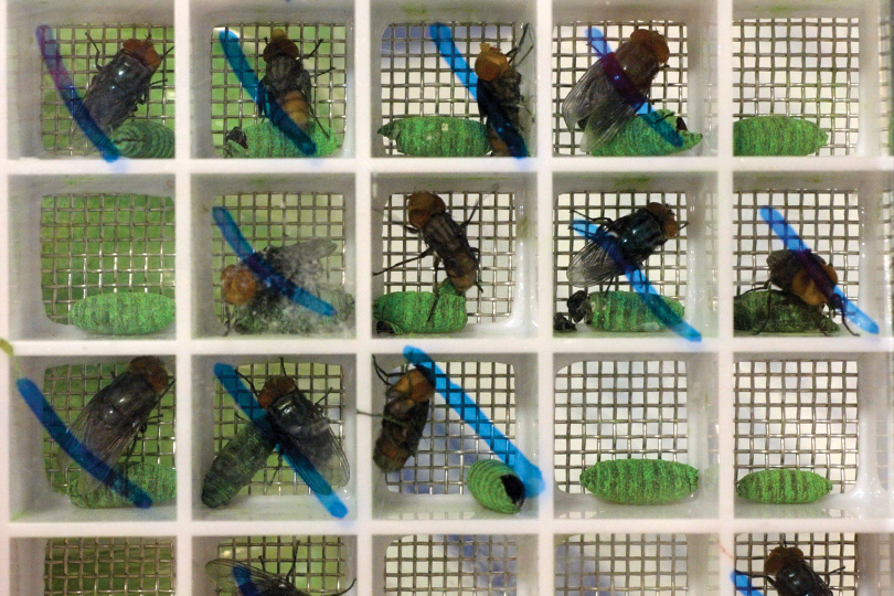 Sterile fly dispersal drives effort to stop NWS spread