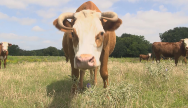“Mass euthanasias”: Screwworm could have deeper implications for Texas’ already-crowded animal shelters