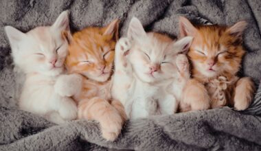 Name Your Fee Fridays For Cats At Operation Kindness
