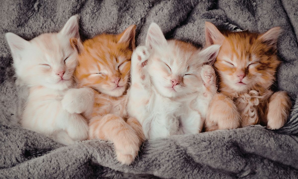 Name Your Fee Fridays For Cats At Operation Kindness