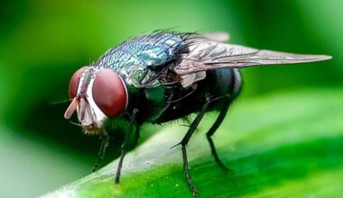 USDA races to breed sterile flies to combat screwworm in Texas
