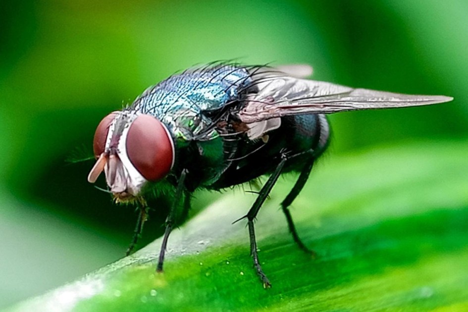 USDA races to breed sterile flies to combat screwworm in Texas