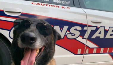 ‘Your watch has ended’: Precinct 4 deputies mourn loss of retired K9 Ultras