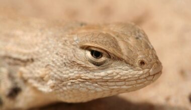 Intervention Seeks to Keep Endangered Dunes Sagebrush Lizards Protected in Texas, New Mexico