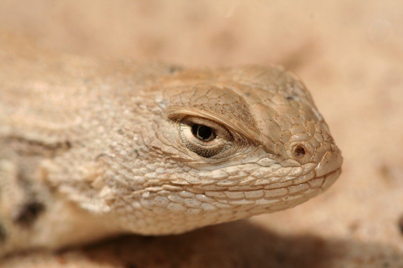Intervention Seeks to Keep Endangered Dunes Sagebrush Lizards Protected in Texas, New Mexico