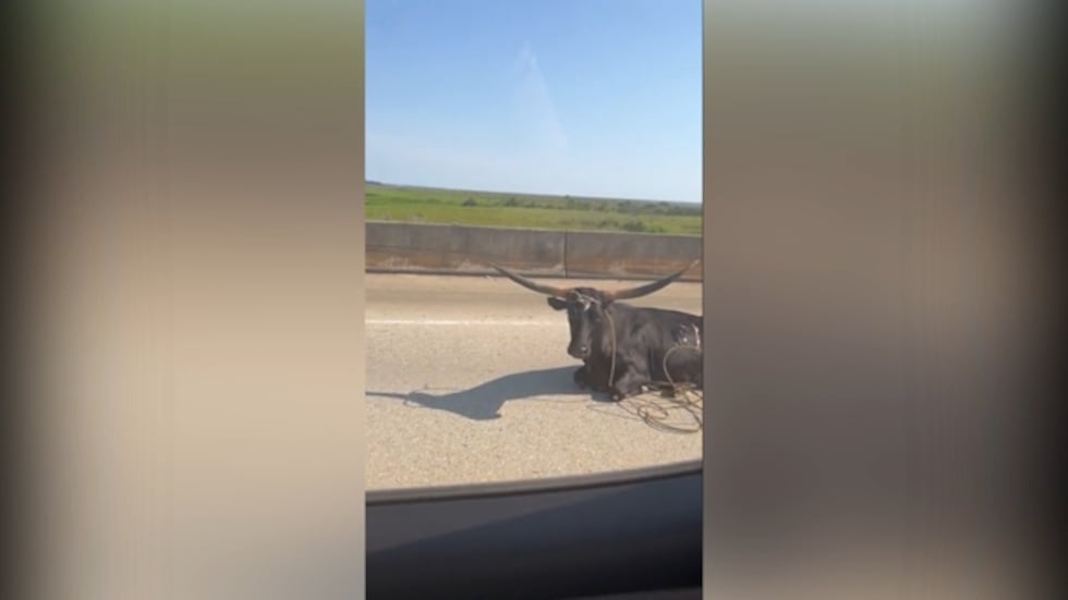 Texas Longhorn gets loose on Bayway