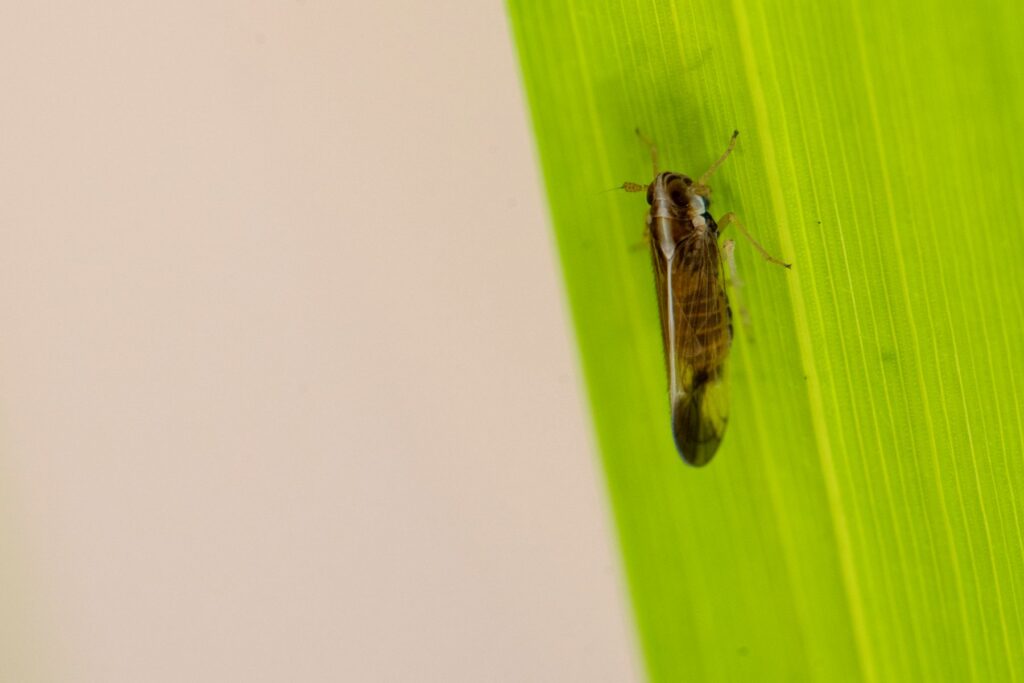 An invasive planthopper insect called rice delphacid.