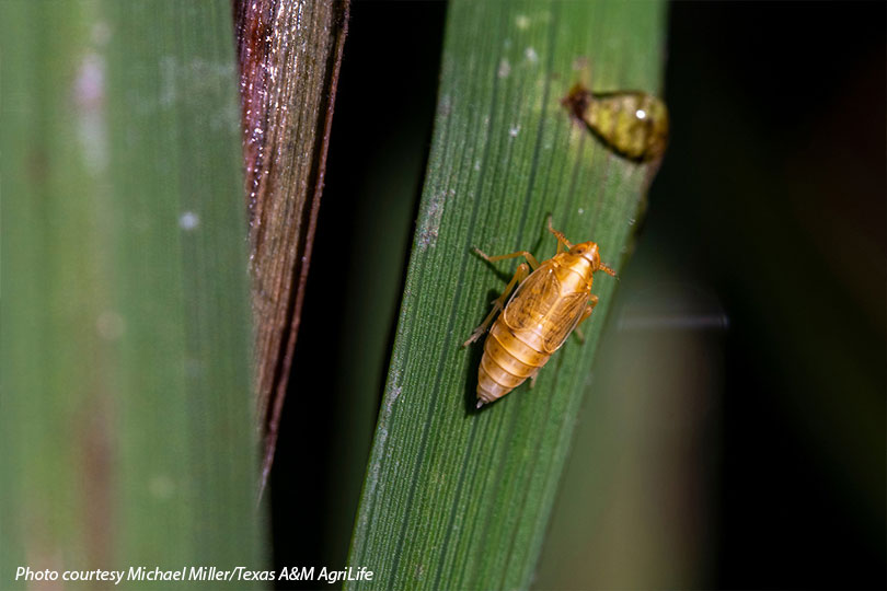 Planted rice acres fall in Texas as rice delphacid risk persists Texas rice growers face declining planted acres this season as low market prices persist, while farmers also keep watch on the lingering threat of rice delphacid.