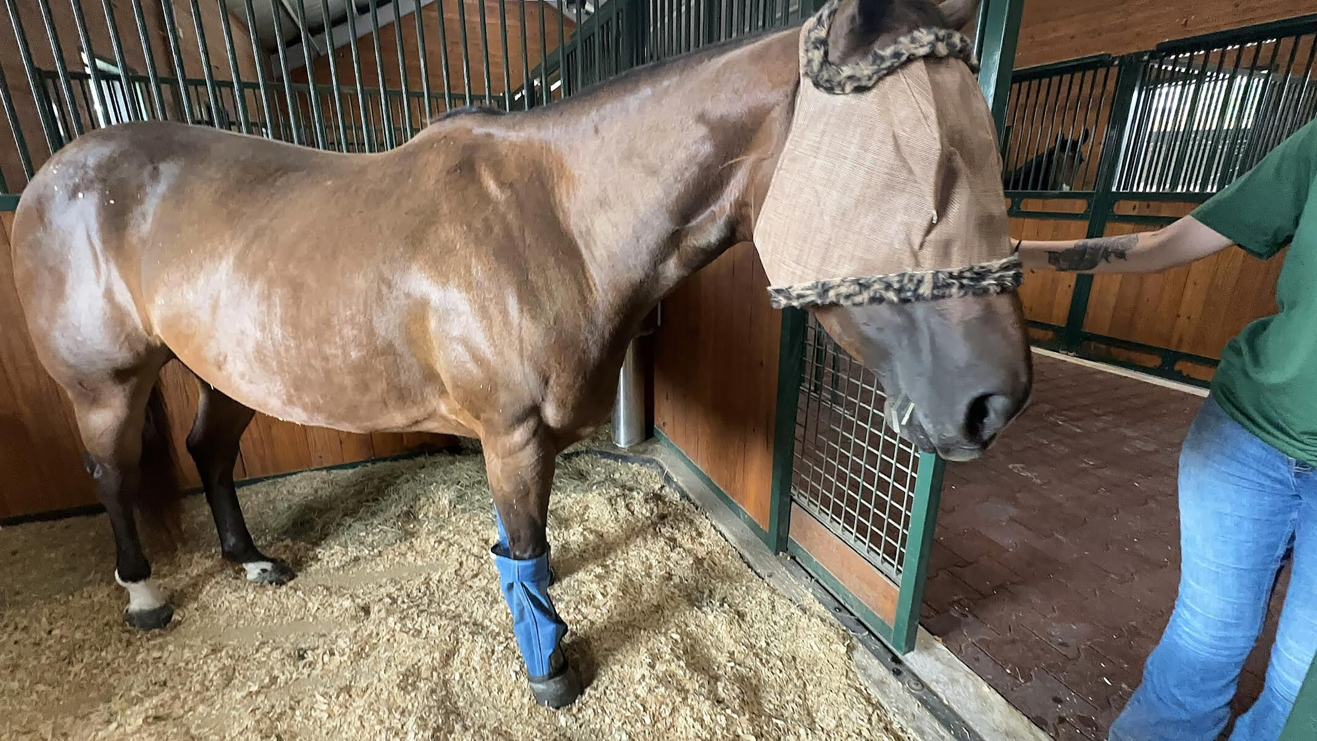 A horse at the Houston SPCA wearing a fly mask on June 17, 2026 to protect its eyes from being infested by the New World screwworm.
