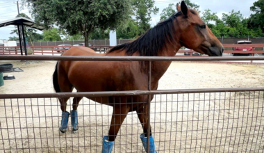 Texas animal shelters brace for screwworm effect