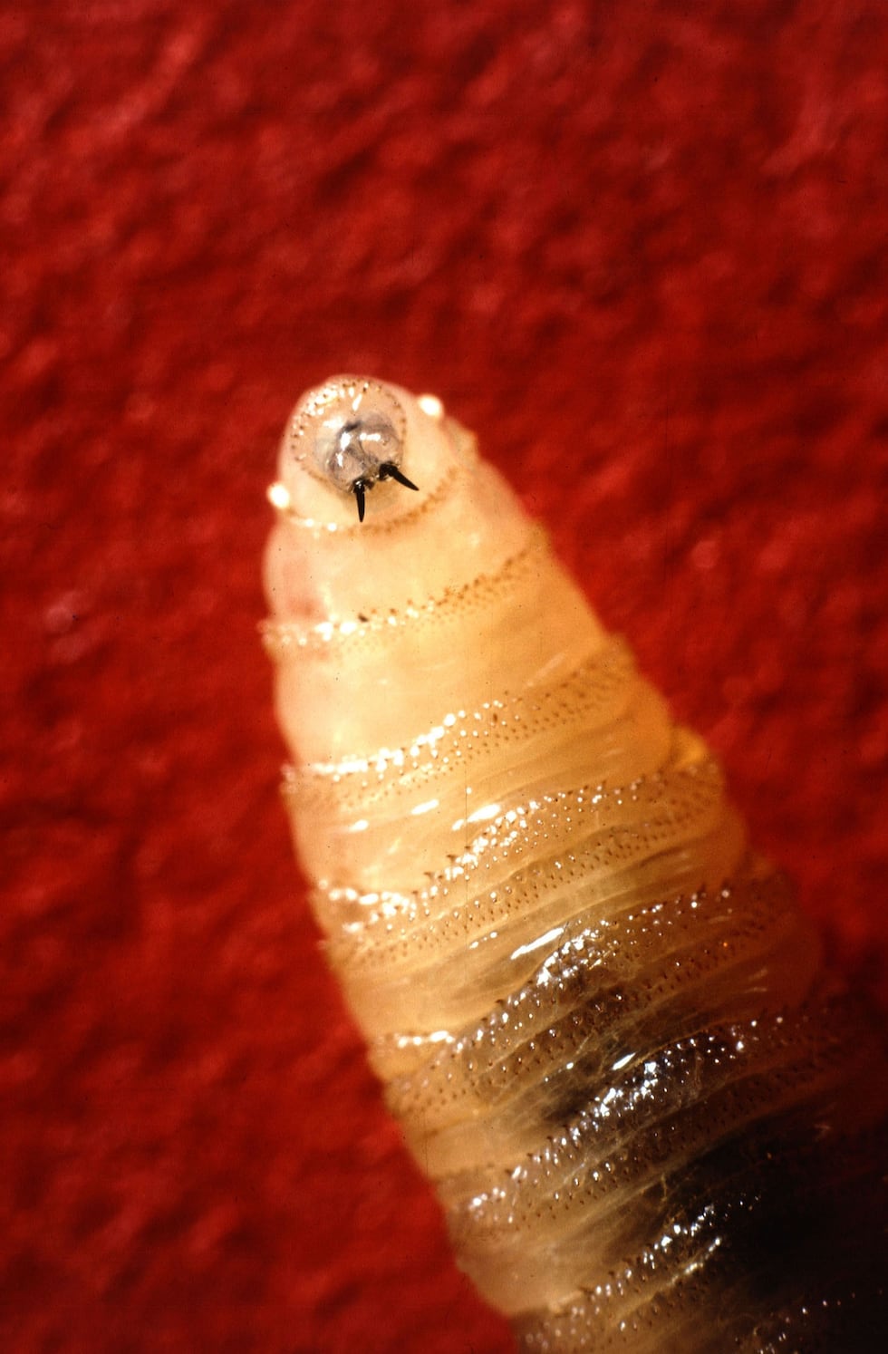 New World Screwworm larvae use sharp mouth hooks to eat animal tissue.