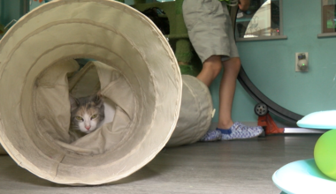 El Paso's Sun City Kitty: where coffee meets cat adoption