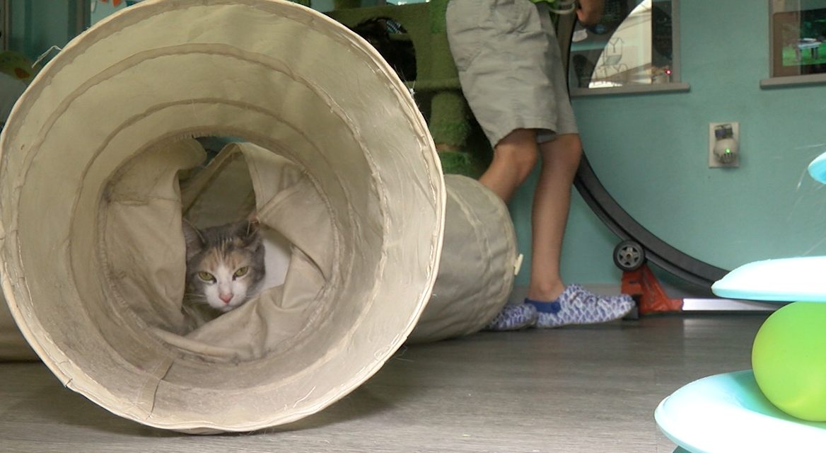 El Paso's Sun City Kitty: where coffee meets cat adoption
