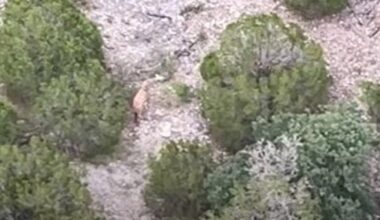 Missing giraffe Gracie found after search in Texas Hill Country – NBC 5 Dallas-Fort Worth