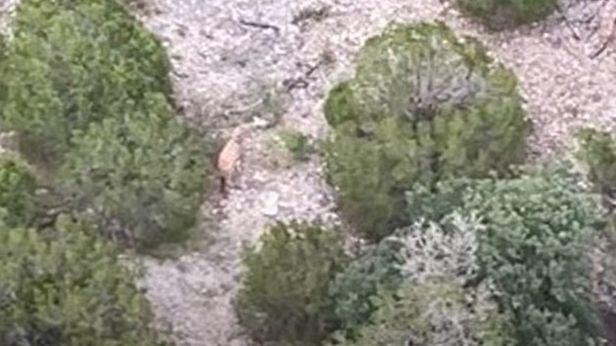 Missing giraffe Gracie found after search in Texas Hill Country – NBC 5 Dallas-Fort Worth