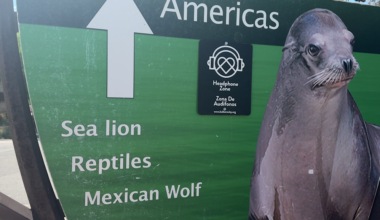 Birthday party postponed for El Paso Zoo's Sea Lions