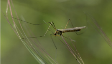 Houston Methodist West Hospital Experts Warn of Mosquito Risks After Fort Bend Declares Health Emergency