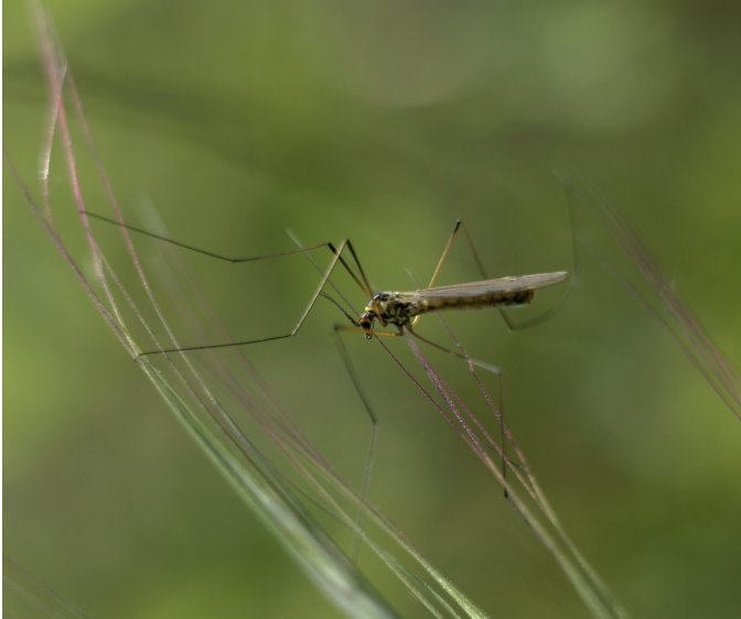 Houston Methodist West Hospital Experts Warn of Mosquito Risks After Fort Bend Declares Health Emergency