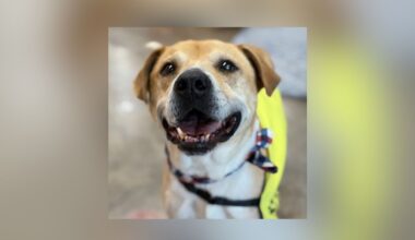 Dallas Animal Services Hosts First Fridays Adoption Events
