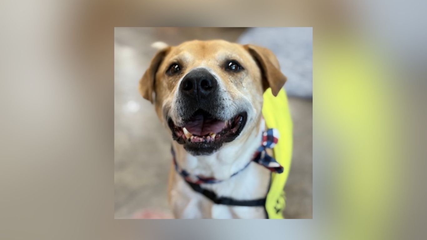 Dallas Animal Services Hosts First Fridays Adoption Events