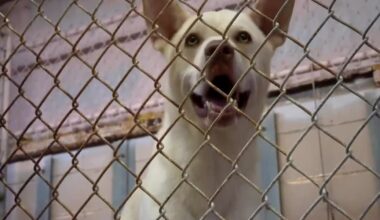 New World screwworm concern delays pet rescue flights out of East Texas