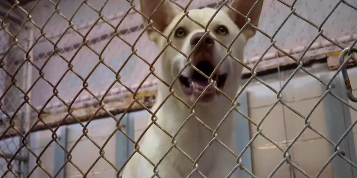 New World screwworm concern delays pet rescue flights out of East Texas