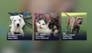 Dallas Animal Services Shelter Over Capacity – Help Needed