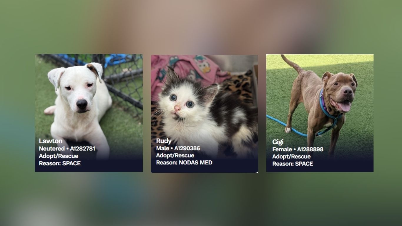 Dallas Animal Services Shelter Over Capacity – Help Needed