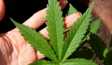 Supreme Court sides with a Texas man who says it’s not a crime for marijuana users to have guns