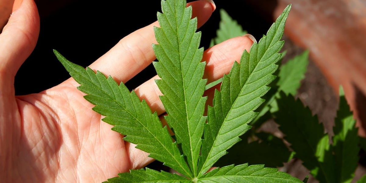 Supreme Court sides with a Texas man who says it’s not a crime for marijuana users to have guns