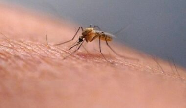 Summer Safety alert: Beware of mosquito-borne illnesses in Houston