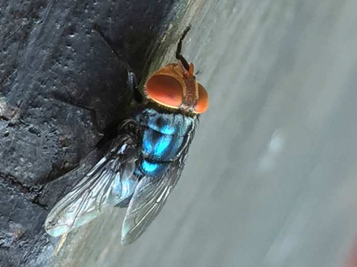 Screwworm fly detected in Texas decades after cattle threat was largely eradicated in US